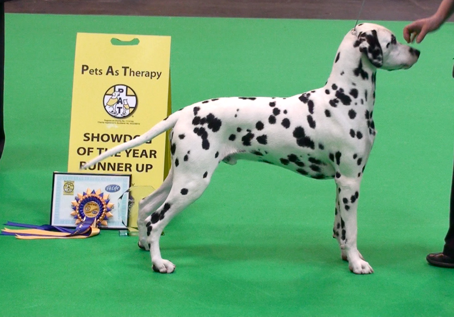 dalmatian crufts