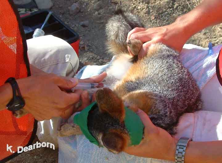 Friends of the Island Fox Protecting Channel Island Foxes Against