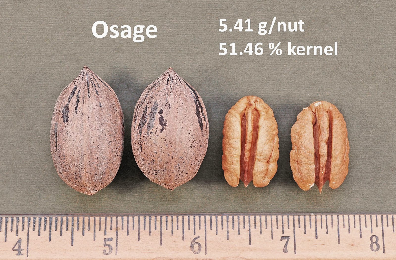 Northern Pecans Pecan Cultivars