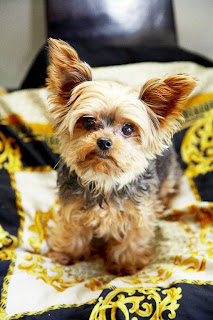 Most Popular Yorkshire Terrier Names