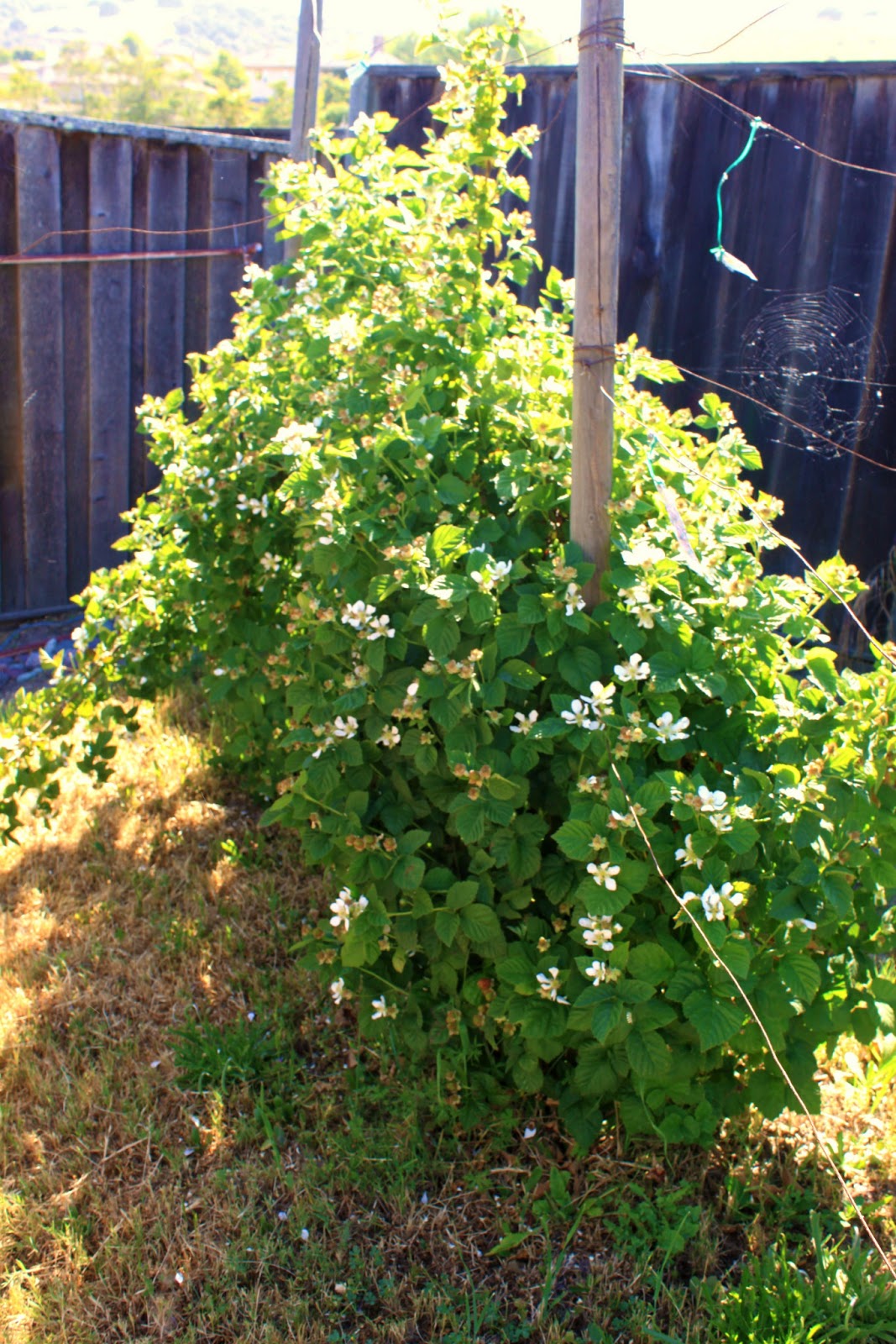 A Feast for the Eyes Olallieberry Dutch Baby