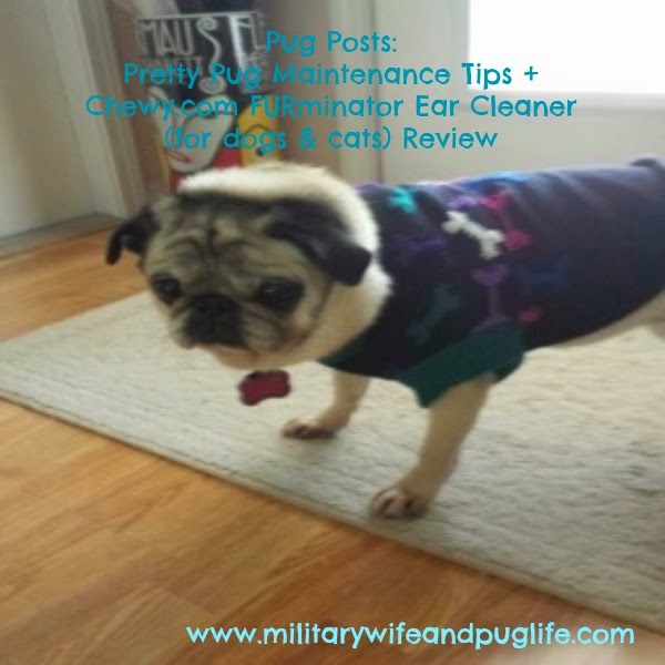 pug maintenance pug pug posts pretty pug maintenance tips chewy pug maintenance pug pug posts pretty pug maintenance tips chewy