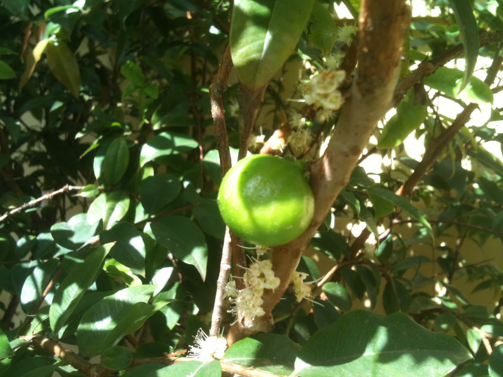 pe de jabuticaba