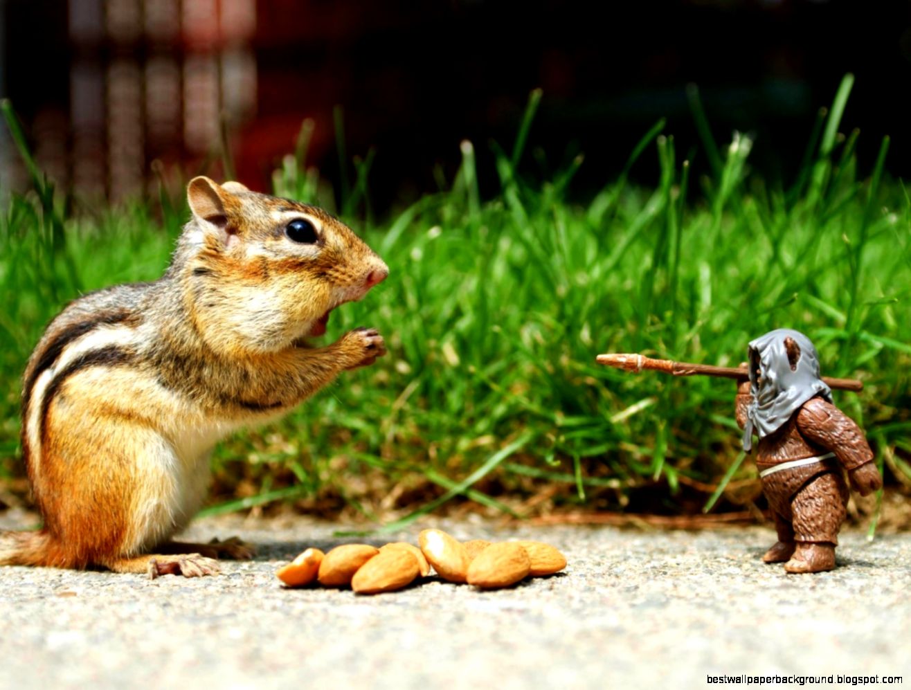 Funny Squirel And Doll – wallpapers is Funny Squirel And Doll – wallpapers is
