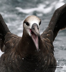 Black-footed Albatross