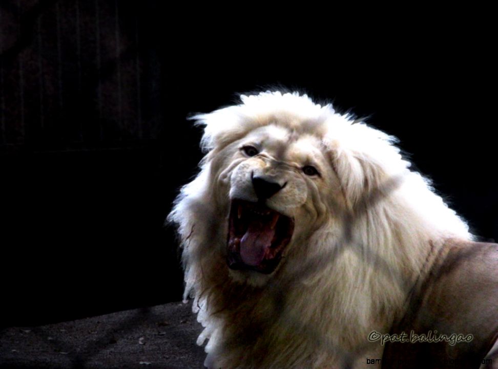 White Lion39s Roar by pat balingao Digital Photographer White Lion39s Roar by pat balingao Digital Photographer