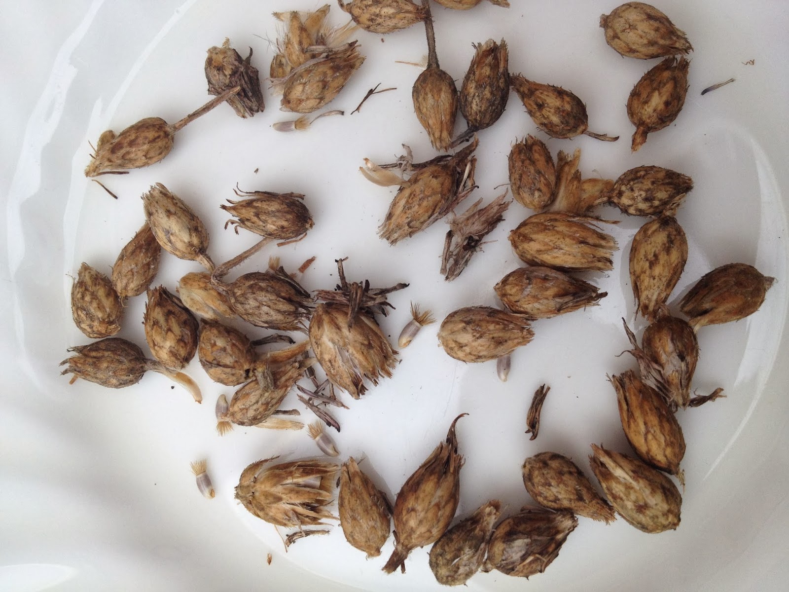 How to Save Cornflower seeds