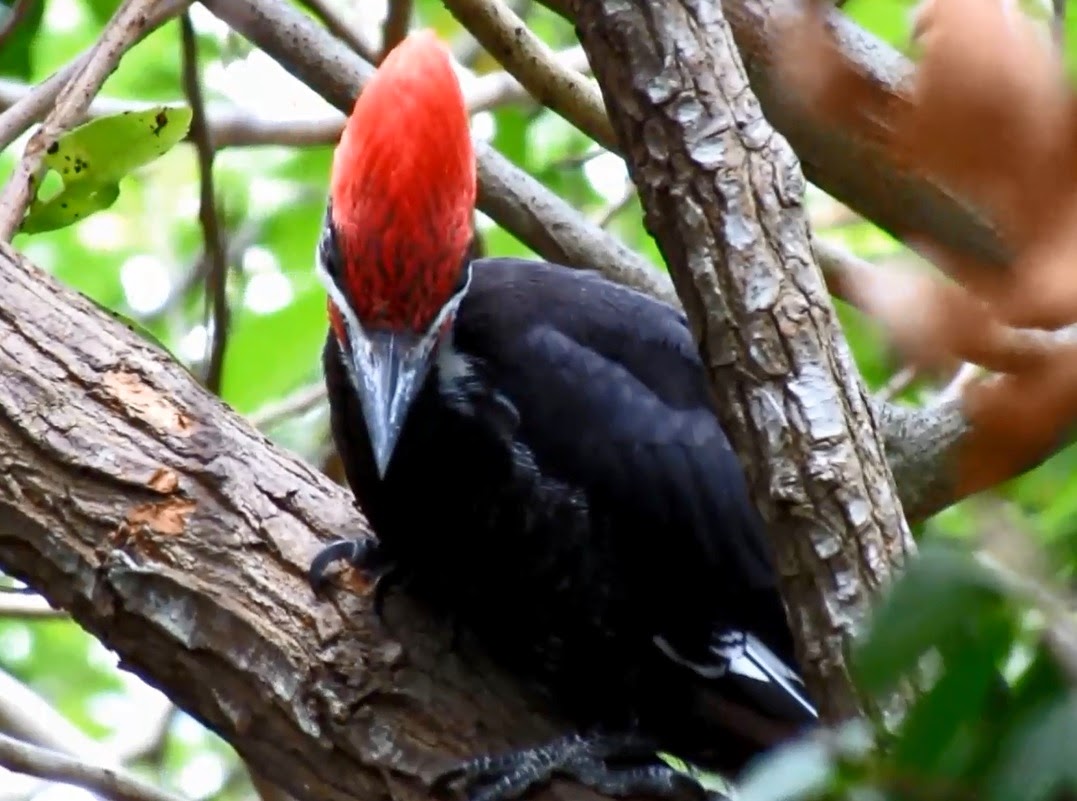 Backyard Birding....and Nature: Pileated Woodpeckers Visit the Backyard