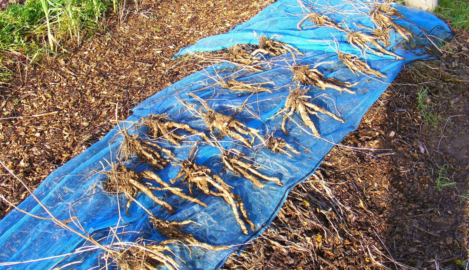 Growing Oca Skirret—Growing, Selecting (and Eating)