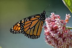 Hilltown Tree and Garden LLC