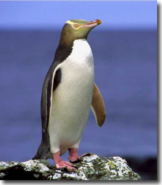 YellowEyed Penguin Animal Wildlife