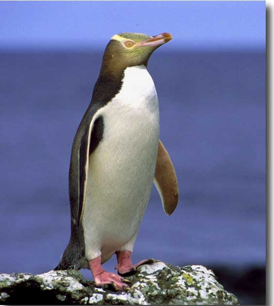 Yellow-Eyed Penguin | Endangered Animals Facts, Wildlife Pictures And