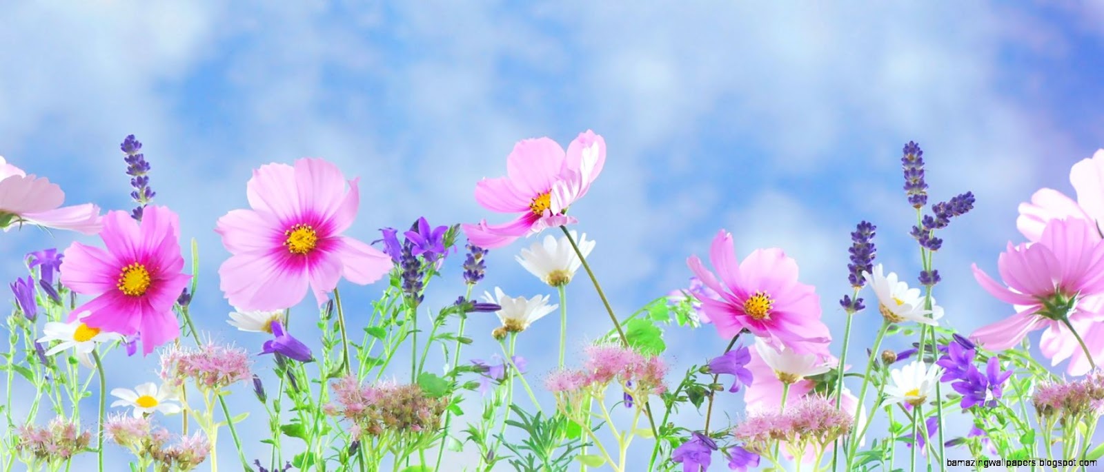 43 Spring Flowers Wallpapers ID8181 43 Spring Flowers Wallpapers ID8181