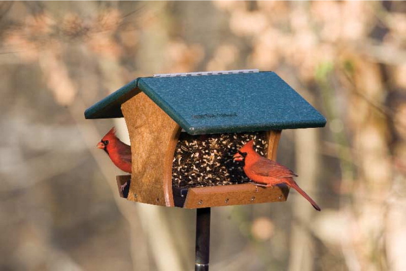 Flock Of Cardinals