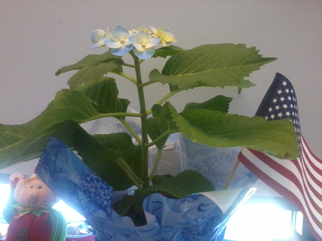 Hydrangea Macrophylla Portrait Stock Photos Hydrangea