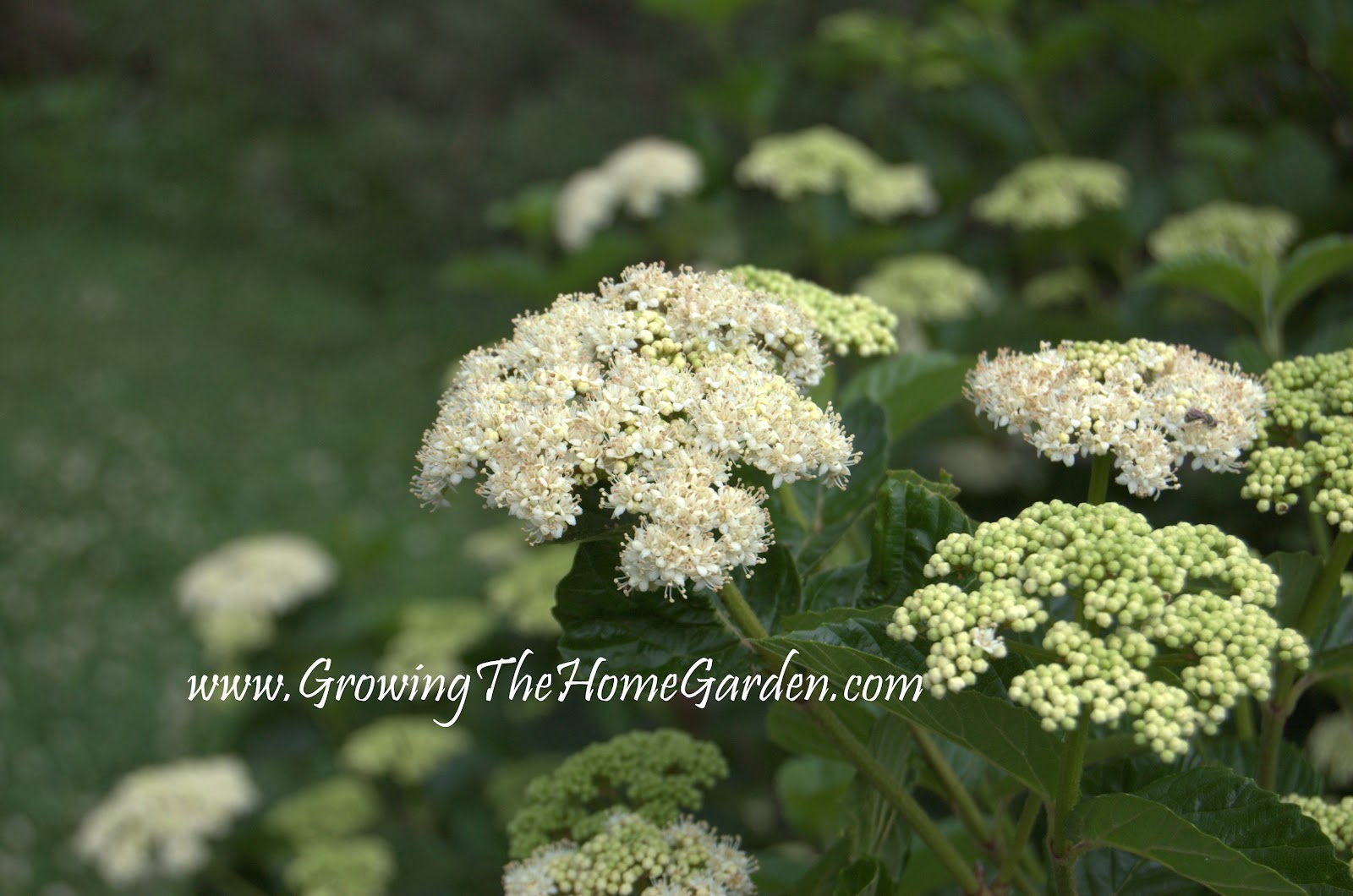 The Intercontinental Gardener Vibes About Viburnums