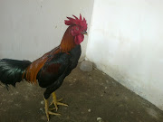 AYAM BURMA