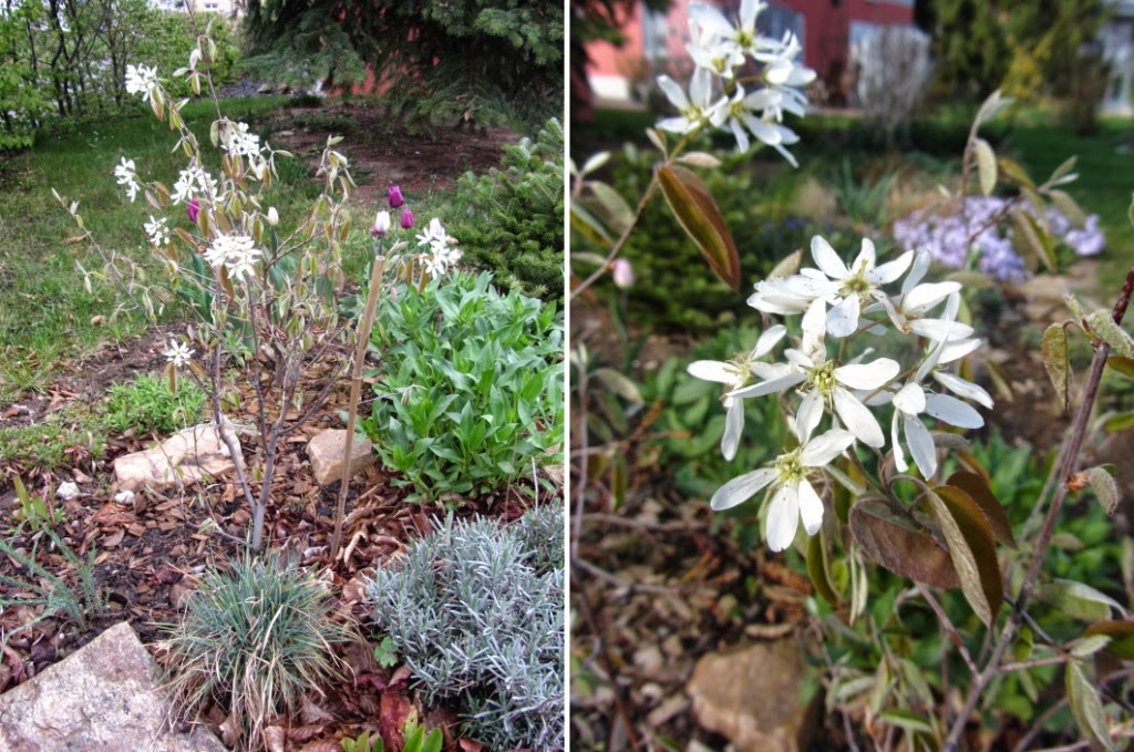 Zwiebelpost Bergblumengarten