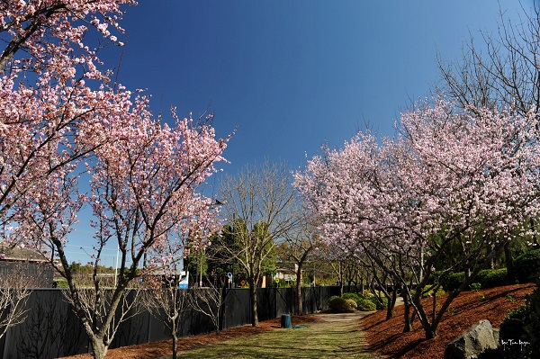 [Image: hoa-dao-no-ro-o-Uc-6.jpg]