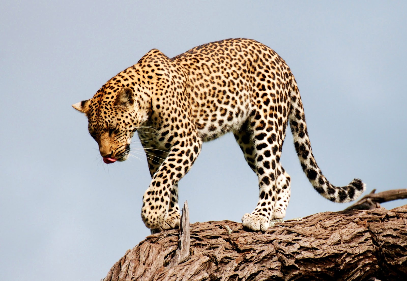 Snow Leopard Walking Snow Leopard Walking
