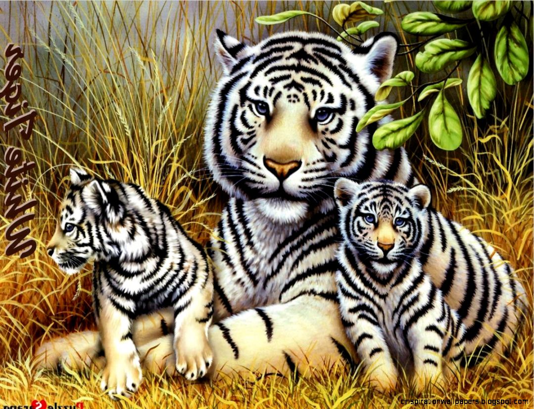 Animal Wallpaper Best Wallpapers White Tiger Sleeping  Wallpapers Animal Wallpaper Best Wallpapers White Tiger Sleeping  Wallpapers