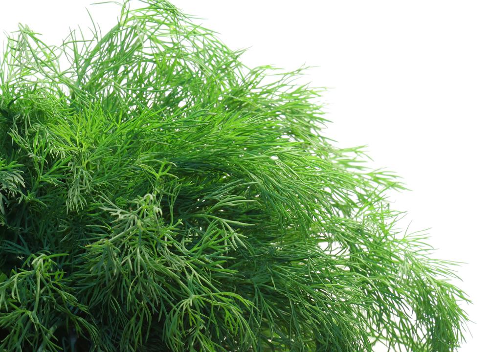 Guia de Temperos Dill ou Endro Menu Criativo