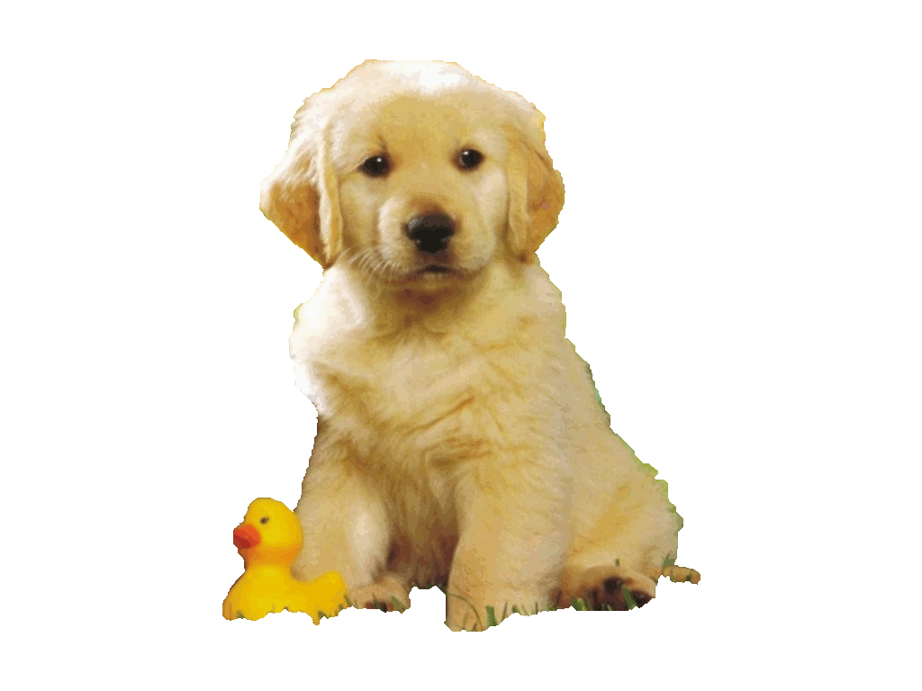 Featured image of post Imagenes De Perros Sin Fondo