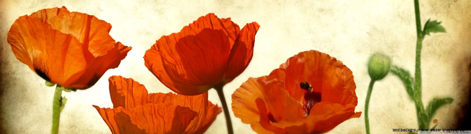 Poppies Flowers Vinatge Wallpapers Hd Wallpapers Poppies Flowers Vinatge Wallpapers Hd Wallpapers