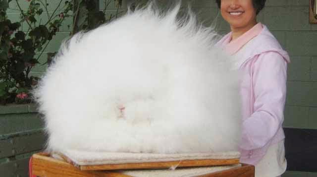 Conejo Angora: los conejito más peludos del Mundo