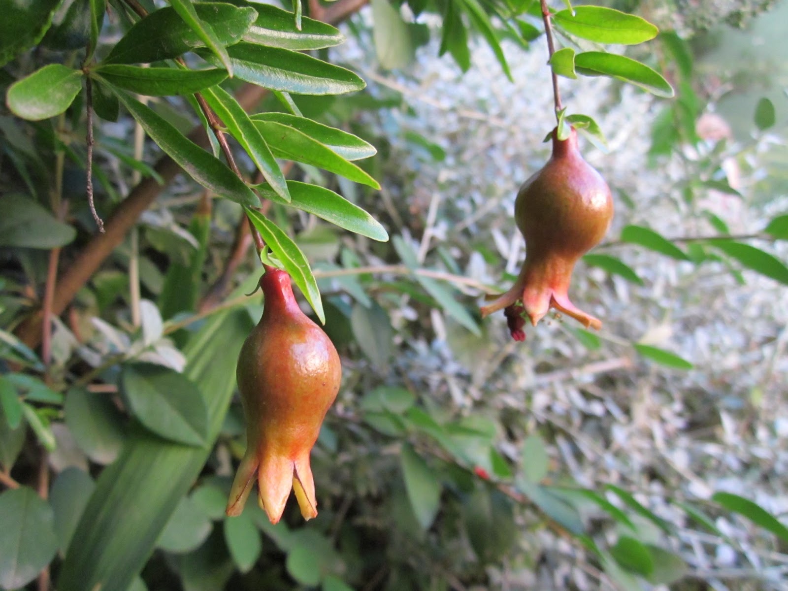 En el medio del sendero: DE VISITA EN UN JARDÍN