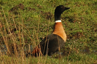 mountain duck tutorial mountain duck tutorial