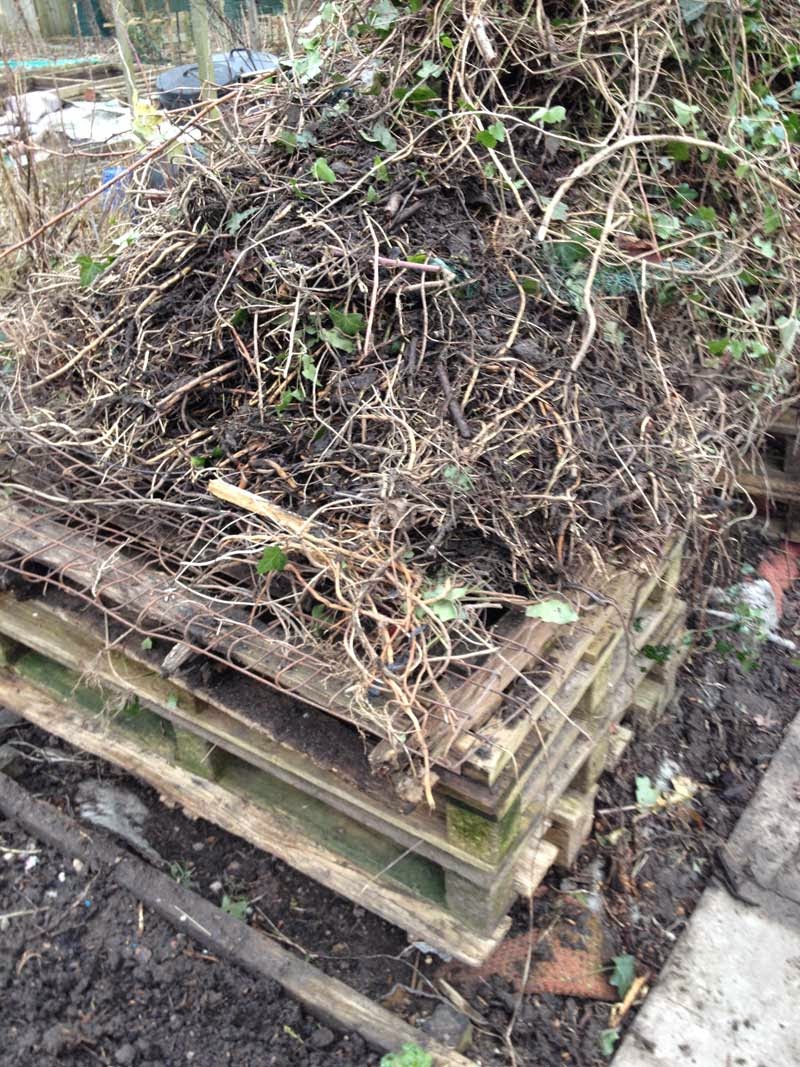Allotment Garden The Way I Get Rid Of Couch Grass Elymus Repens