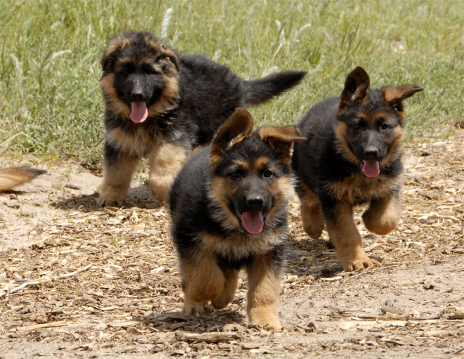 Big German Shepherds: German Shepherd Puppy Photos Big German Shepherds: German Shepherd Puppy Photos