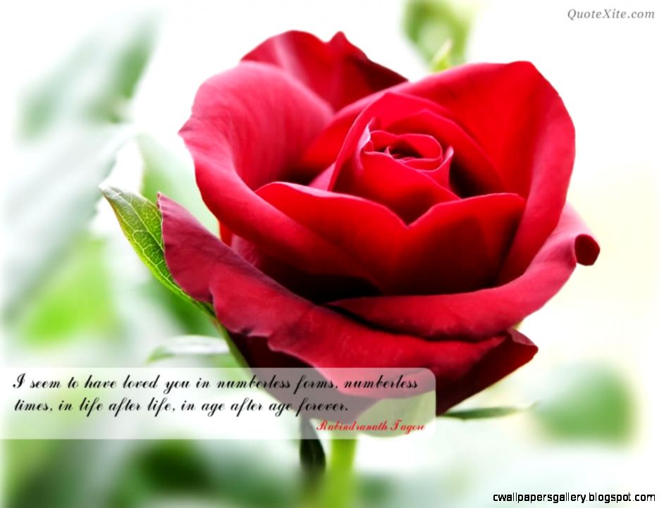 Roses Are Beautiful With You Quotes QuotesGram Roses Are Beautiful With You Quotes QuotesGram