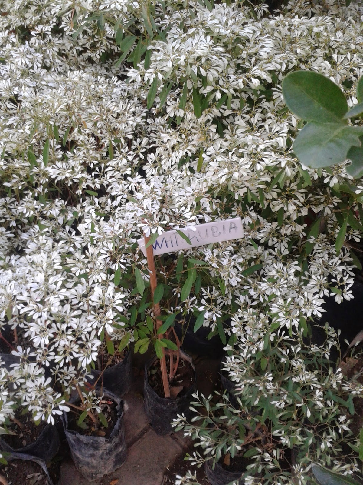 Philippine Culture and Surprises Ornamental Plants for sale in QC circle