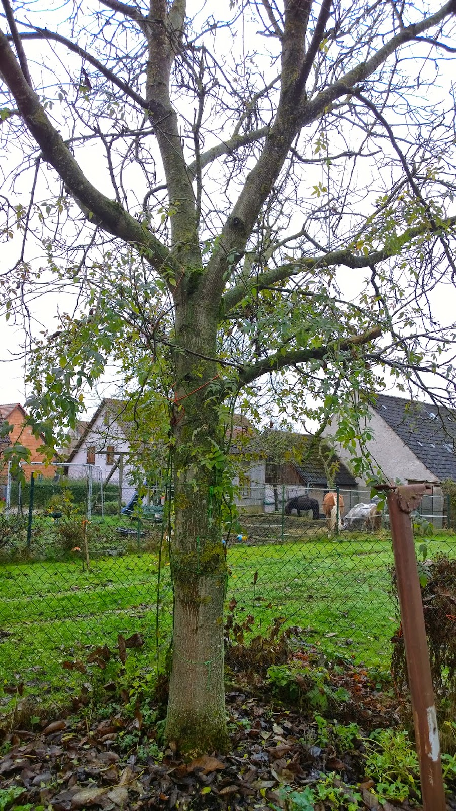 Achimsgarten der und GartenBlog