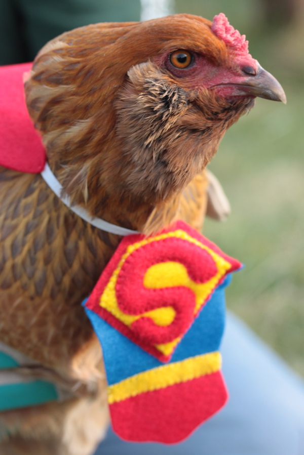 BaGawks Chickens in tiny costumes Halloween Fun