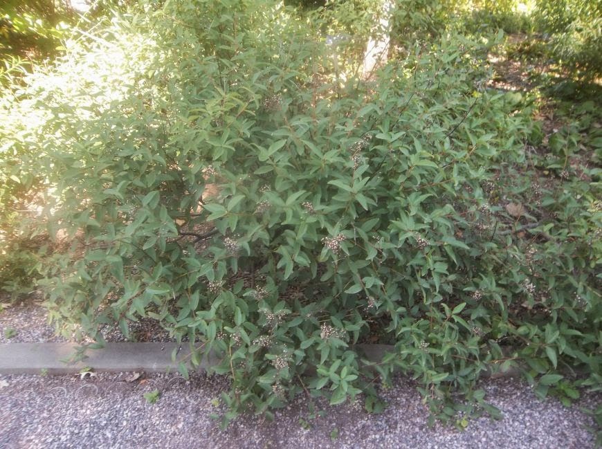 California Native Plant Myths 2014 Notes