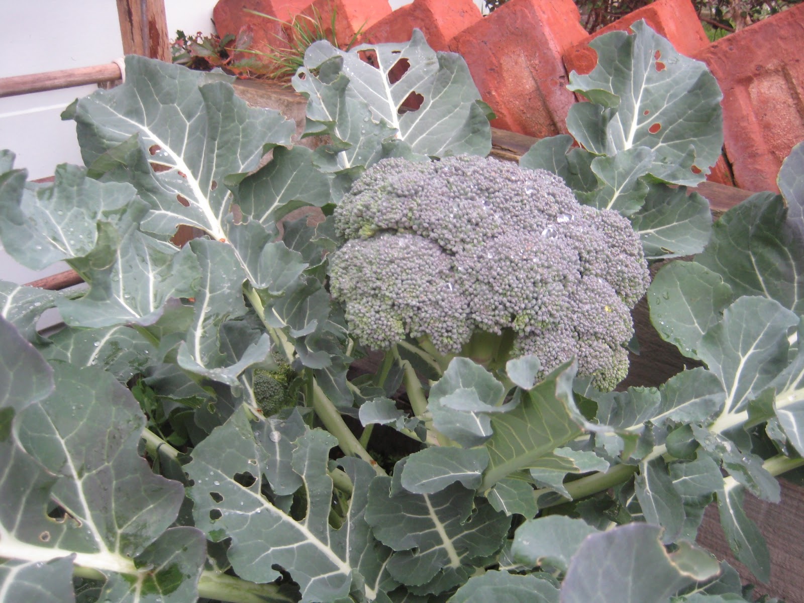 The Broccoli Tree