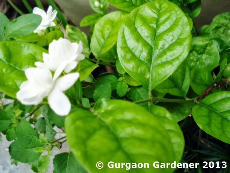 Gurgaon Gardener Summer Sizzlers — 2. Jasmine (Hindi Names Bela, Moti)