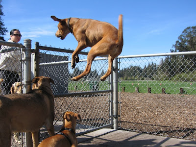 Cute dogs and puppies