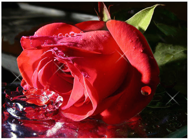 --Te mereces una rosa-- - Página 6 Rosas+animadas