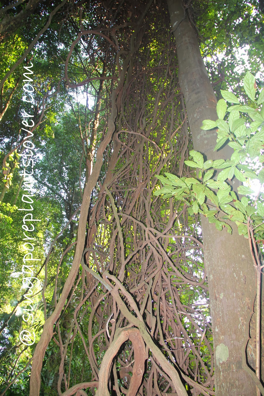 Singapore Plants Lover Liana Plants
