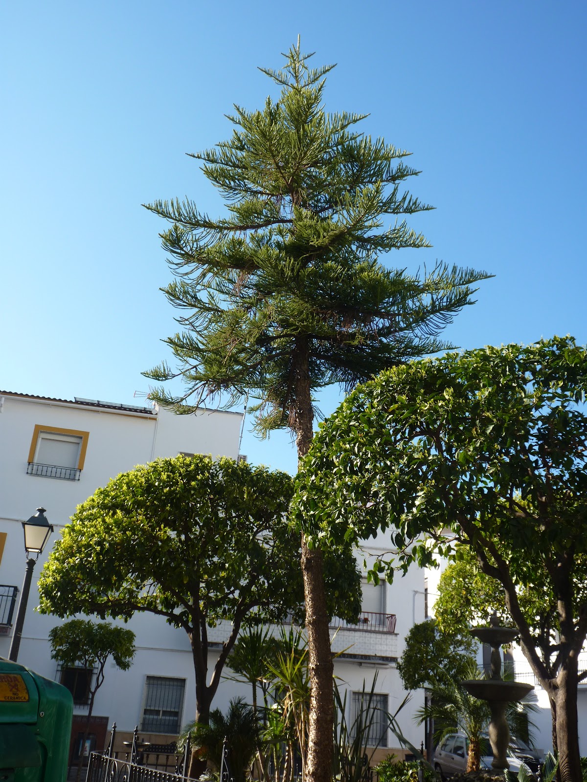 Ubrique en verde Árboles exóticos