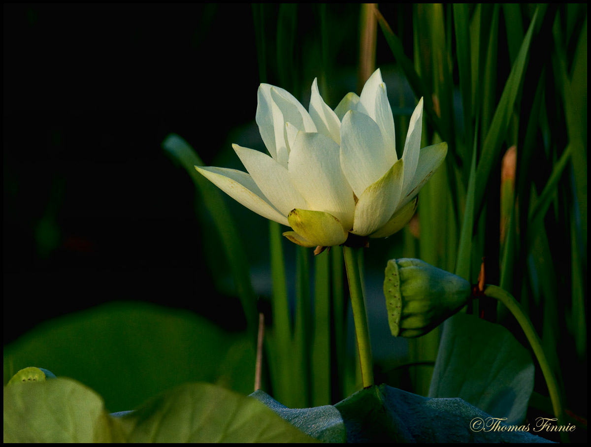 Thomas Finnie Photography THE LIFE CYCLE OF THE LOTUS FLOWER