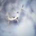 Download The Ubuntu 13.10 Saucy Salamander Community Wallpapers