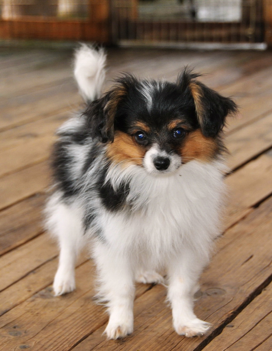 Road�s End Papillons 14 Week old Papillon (Phalene) Puppies