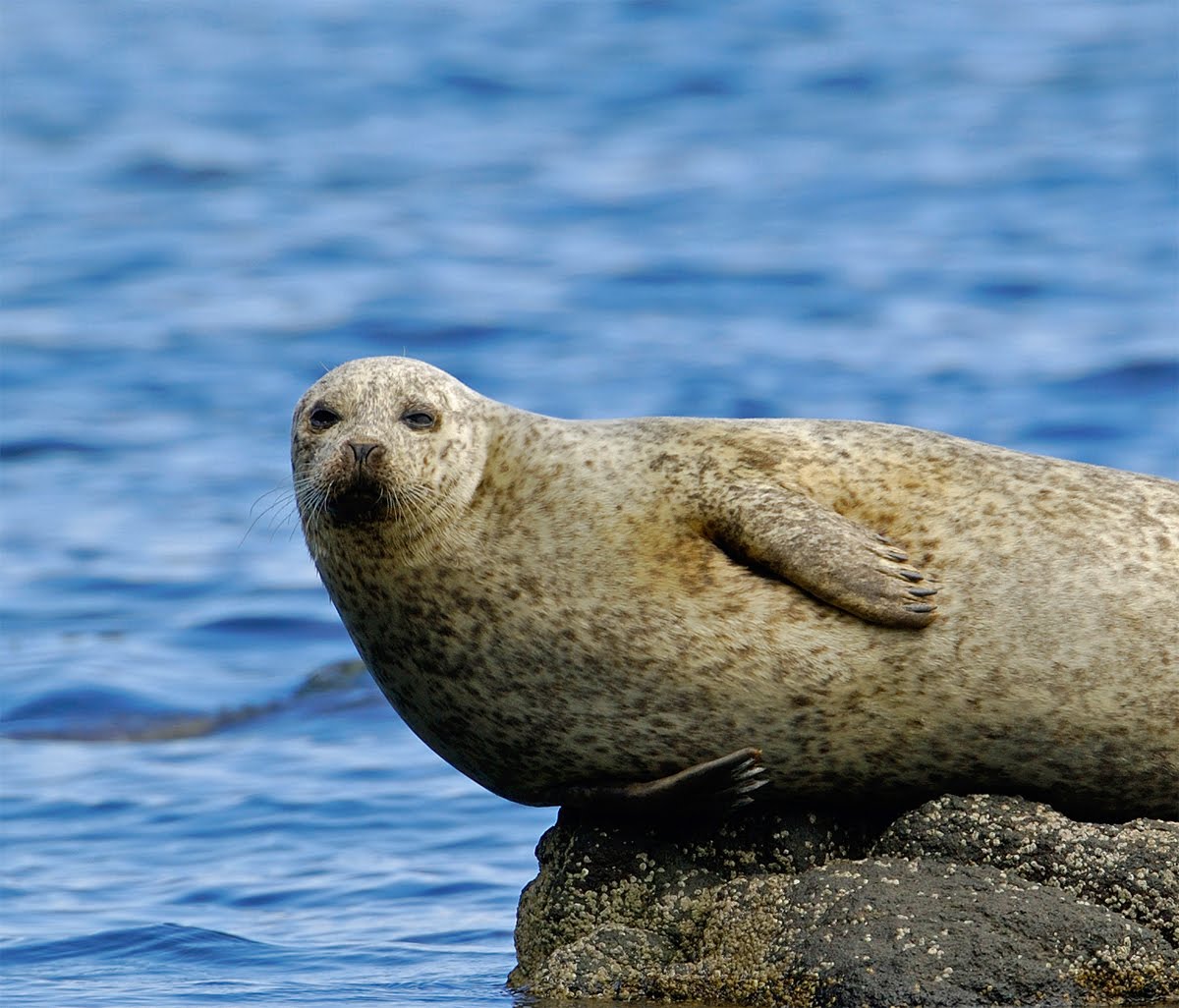 Scottish Wildlife Blog Kildonan, Isle of Arran