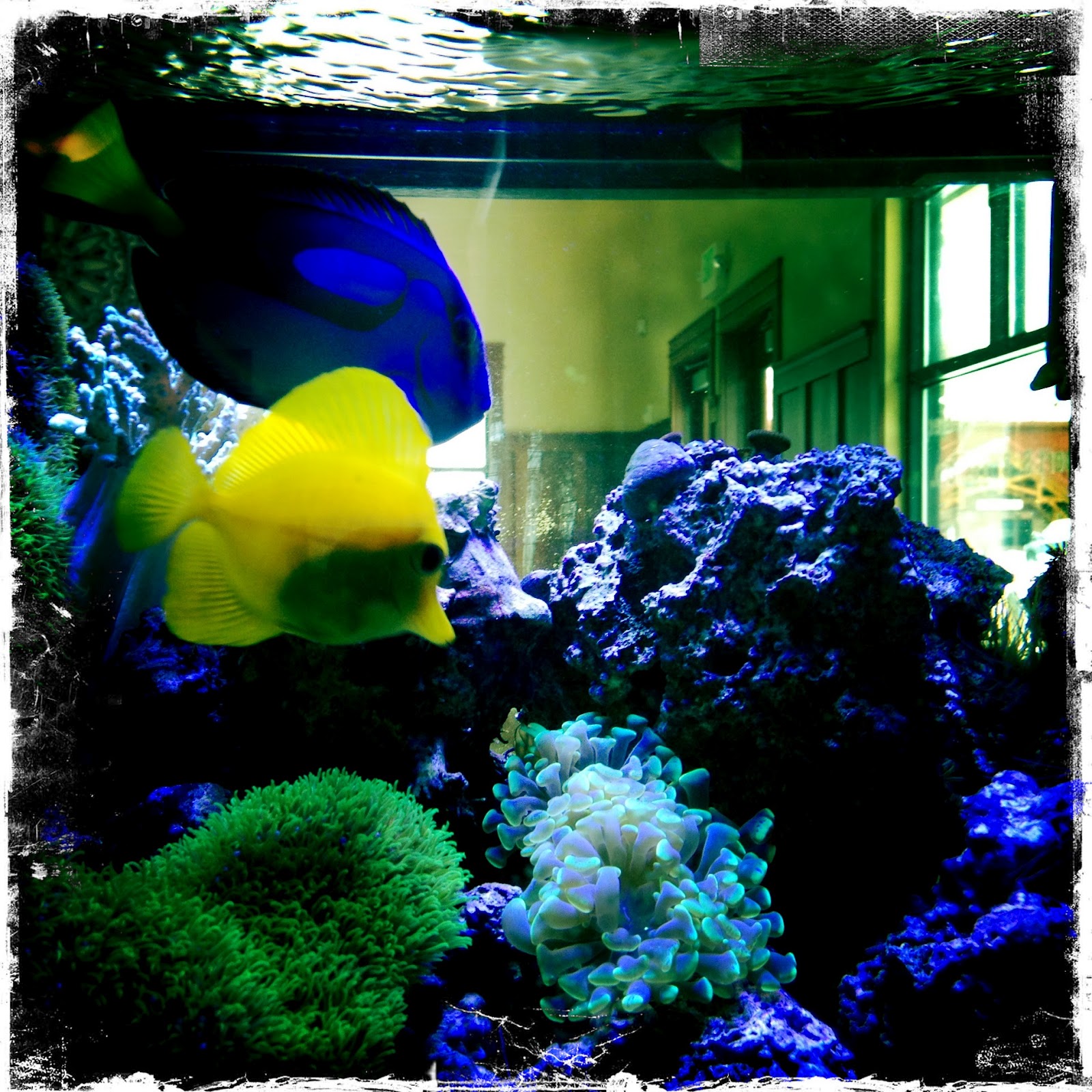 My Scenic Byway Dentists and Fish Tanks