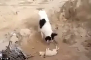 Dog buries dead puppy